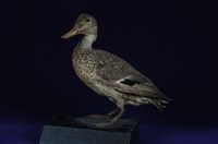 藏品(小水鴨)的圖片